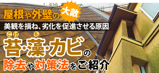 屋根や外壁の大敵 苔・藻・カビの除去や対策法をご紹介 | 土浦、石岡市